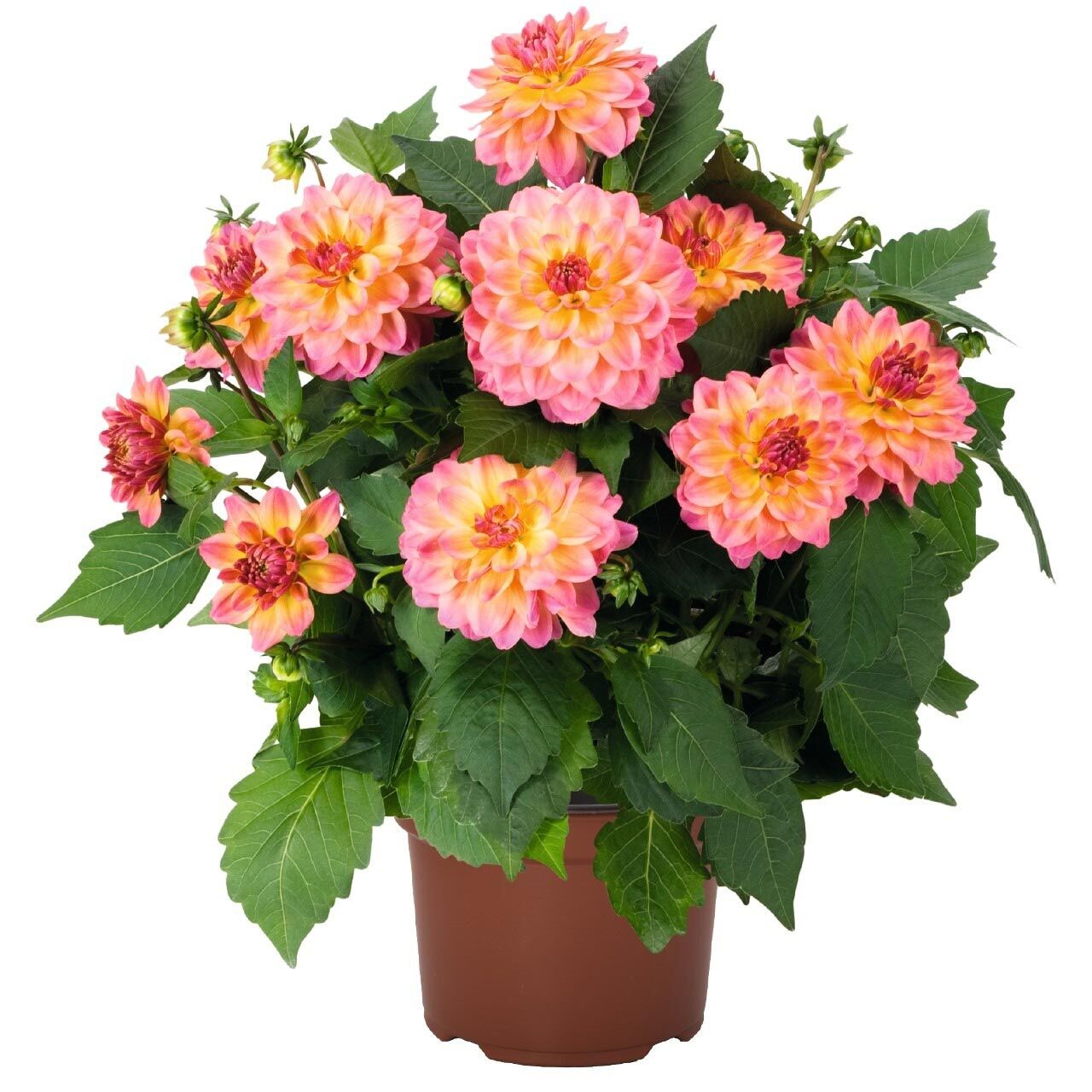 Yıldız çiçeği fidesi dalya dahlia XL lubega tropical punch