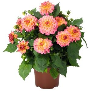 Yıldız çiçeği fidesi dalya dahlia XL lubega tropical punch