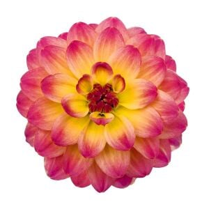 Yıldız çiçeği fidesi dalya dahlia XL lubega tropical punch