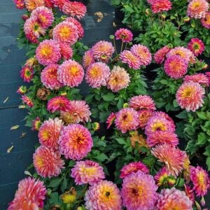 Yıldız çiçeği fidesi dalya dahlia XL lubega tropical punch