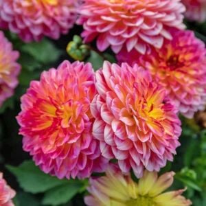 Yıldız çiçeği fidesi dalya dahlia XL lubega tropical punch