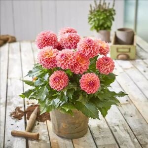 Yıldız çiçeği fidesi dalya dahlia XL lubega tropical punch