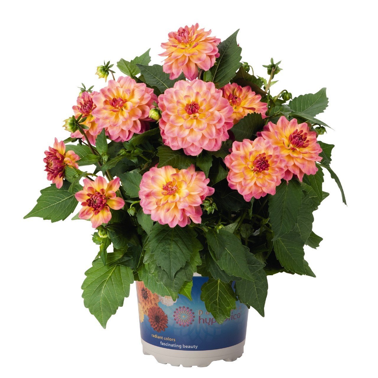 Yıldız çiçeği fidesi dalya dahlia XL lubega tropical punch