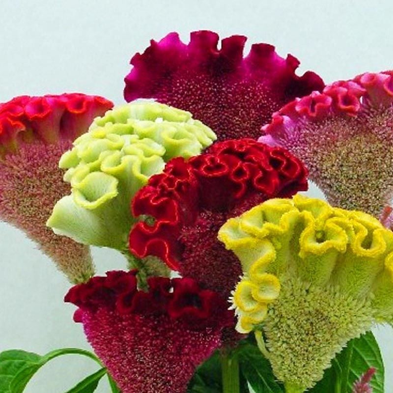 Horozibiği tohumu celosia bombay mix iri çiçekli 6 renk karışım