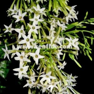 Parfüm kokulu melissa kolonya çiçeği cestrum nocturnum