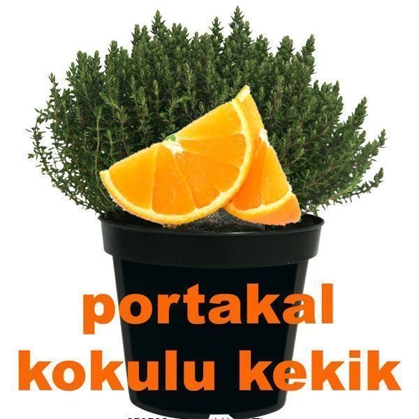 Portakal kokulu kekik fidesi orange thyme