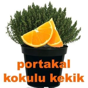 Portakal kokulu kekik fidesi orange thyme