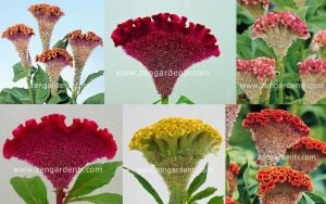 Horozibiği tohumu celosia bombay mix iri çiçekli 6 renk karışım