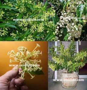 Parfüm kokulu melissa kolonya çiçeği cestrum nocturnum