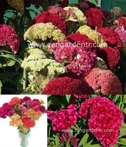 Horozibiği tohumu celosia bombay mix iri çiçekli 6 renk karışım