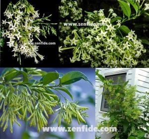 Parfüm kokulu melissa kolonya çiçeği cestrum nocturnum