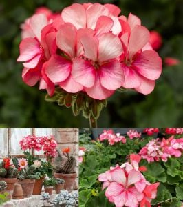 Bunny Pink Ice sardunya fidesi pelargonium syngenta