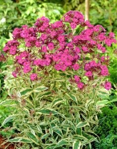 Alaca yapraklı floks fidesi phlox paniculata becky towe