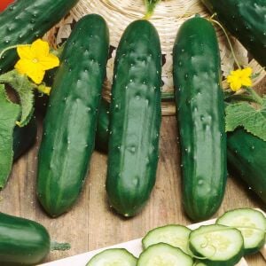 Marketmore salatalık tohumu cucumis sativus
