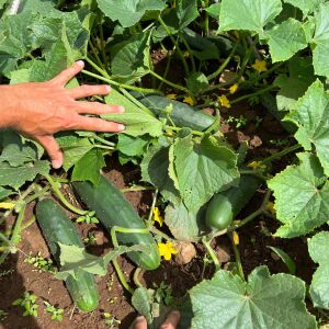 Marketmore salatalık tohumu cucumis sativus
