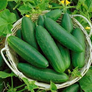 Marketmore salatalık tohumu cucumis sativus