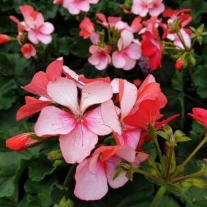 Bunny Pink Ice sardunya fidesi pelargonium syngenta