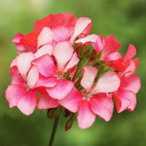 Bunny Pink Ice sardunya fidesi pelargonium syngenta