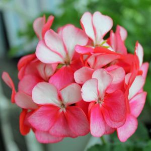 Bunny Pink Ice sardunya fidesi pelargonium syngenta