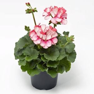 Bunny Pink Ice sardunya fidesi pelargonium syngenta