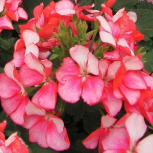 Bunny Pink Ice sardunya fidesi pelargonium syngenta