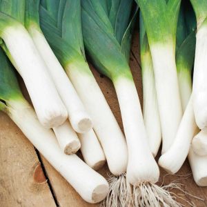 Sofralık pırasa tohumu atalık white spear allium porrum