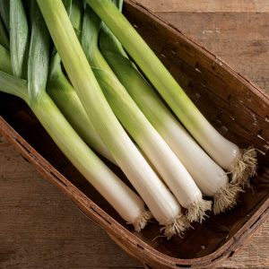 Sofralık pırasa tohumu atalık white spear allium porrum