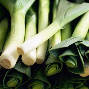 Sofralık pırasa tohumu atalık white spear allium porrum