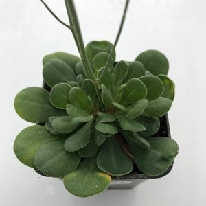 Limonium bellidifolium çiçeği saksıda