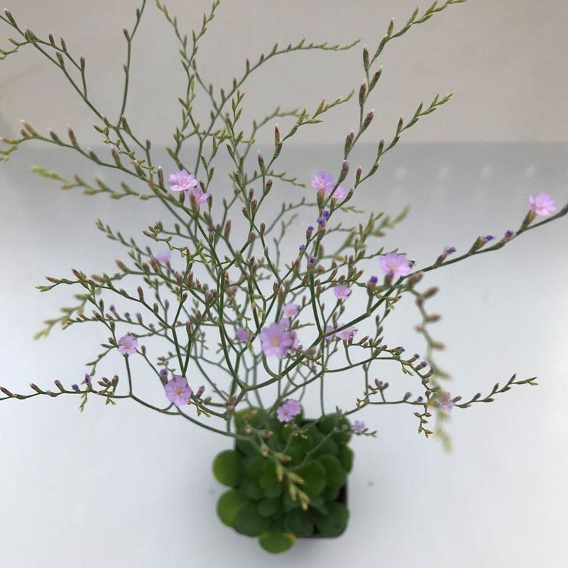 Limonium bellidifolium çiçeği saksıda