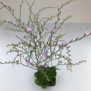 Limonium bellidifolium çiçeği saksıda