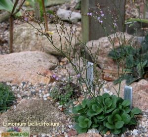 Limonium bellidifolium çiçeği saksıda