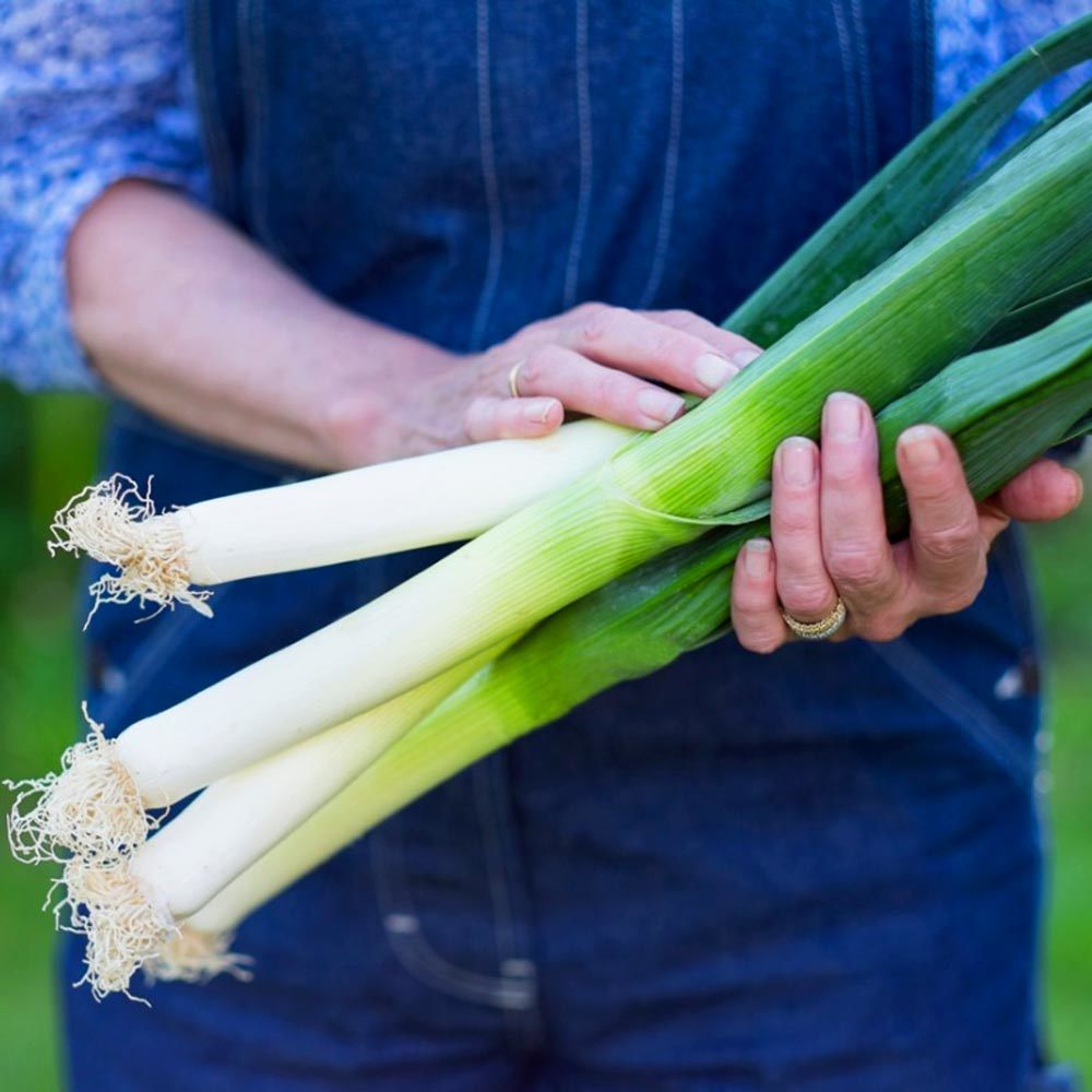 Sofralık pırasa tohumu atalık white spear allium porrum