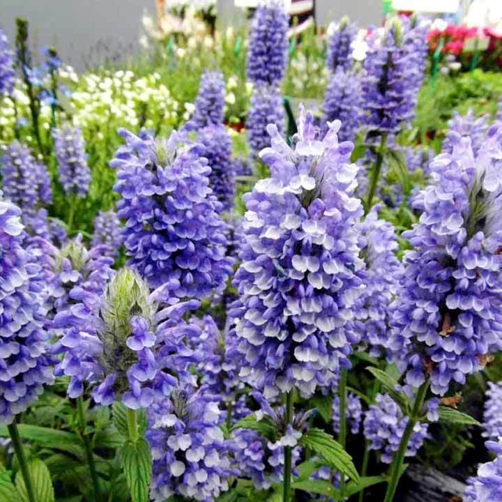 Kedi nanesi fidesi blue moon nepeta nervosa