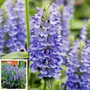 Kedi nanesi fidesi blue moon nepeta nervosa