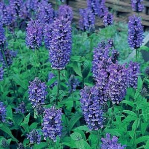 Kedi nanesi fidesi blue moon nepeta nervosa
