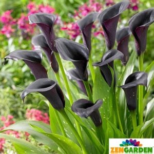 Siyah gala soğanı odessa ithal zantedeschia calla lily