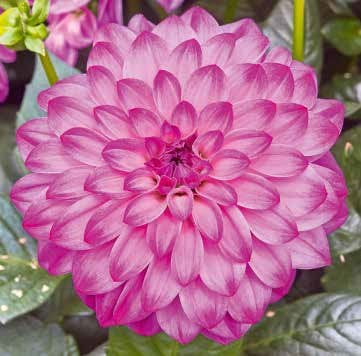 Yıldız çiçeği fidesi dalya dahlia XL lubega violet bicolor