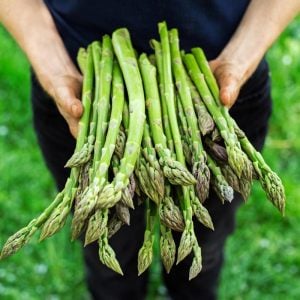 Mary washington Kuşkonmaz tohumu atalık asparagus seeds