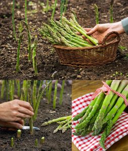 Mary washington Kuşkonmaz tohumu atalık asparagus seeds