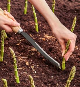 Mary washington Kuşkonmaz tohumu atalık asparagus seeds