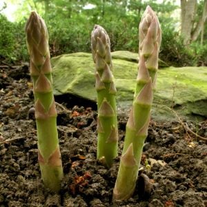 Mary washington Kuşkonmaz tohumu atalık asparagus seeds