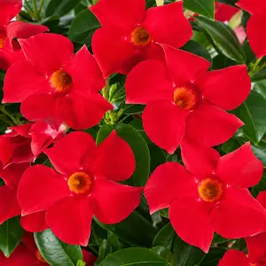 Kırmızı mandevilla sarmaşık sundaville