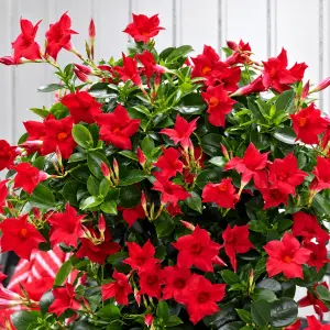 Kırmızı mandevilla sarmaşık sundaville