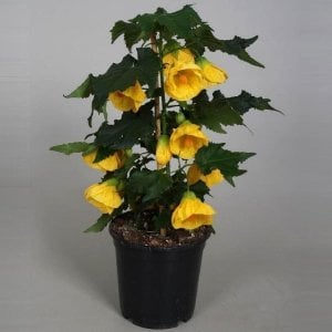 Sarı abutilon fidanı patio yellow