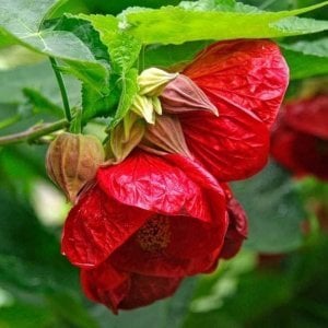 Kırmızı abutilon fidanı patio red