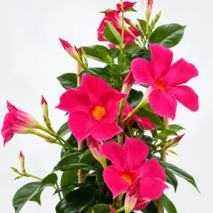 Pembe mandevilla sarmaşık sundaville