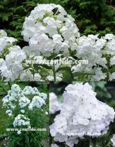 Beyaz floks fidesi kokulu phlox paniculata adessa white 7 cm saksıda