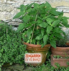Kavun kokulu adaçayı fidesi salvia mello