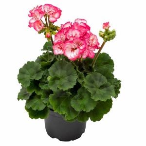 Bunny Strawberry Ice sardunya fidesi pelargonium syngenta 1 adet fide